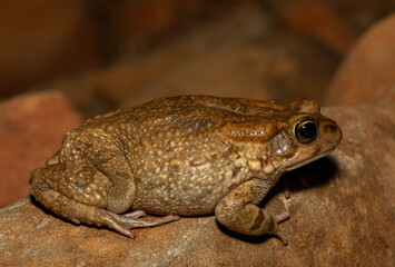 Raucous toad (Sclerophrys capensis), also known as a Ranger’s toad, on a rock on a warm summer’s evening in the wild