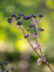 beautiful flower in nature