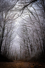 Wald an einem frostigen Wintertag