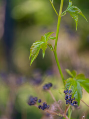 beautiful plants in the forest