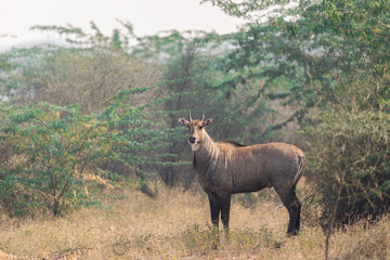 A huge nilgai sturdy thin-legged antelope, the nilgai is characterised by a sloping back, a deep neck with a white patch on the throat, a short crest of hair along the neck
