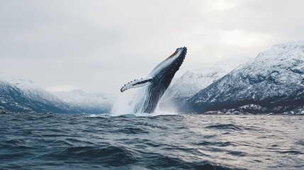 Fototapeta premium Majestic Humpback Whale Breaching in Alaska's Ocean, Snow-Capped Mountains, Marine Wildlife, Environmental Technology, Adventure Travel Photography