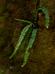 beautiful plants in the forest