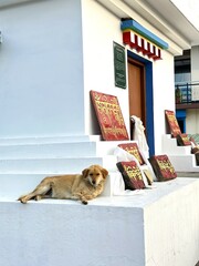 Dog lies on a Buddhist stupa in Himachal Pradesh, north of India.