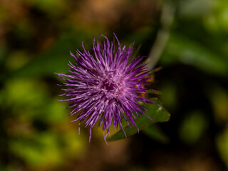 beautiful flower in the garden