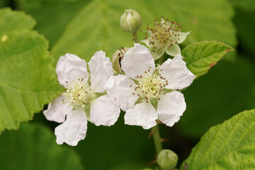 Closeup on the fragile white European blackberry flower, Rubus fruticosus in the forest