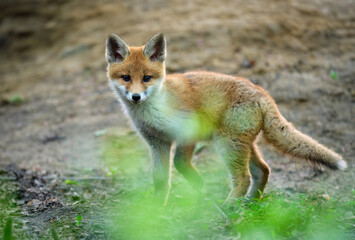 Fototapeta premium Cute young red fox in the forest ( Vulpes vulpes )
