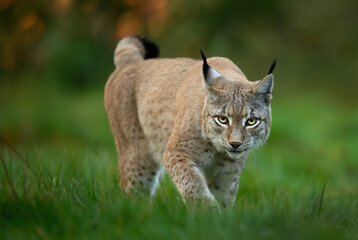 Eurasian lynx ( Lynx lynx ) close up