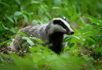 Obraz premium Badger close up ( Meles meles )