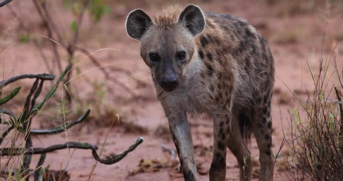 Portrait of a spotted hyena in the savannah