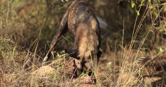 A wild dog eats an antelope in the savannah