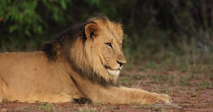 Portrait of a lion in the savannah