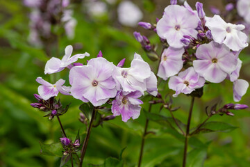 Pink garden phlox (phlox paniculata) flowers in bloom