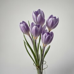 A soft lavender crocus bloom with a long stem, standing against a white background.