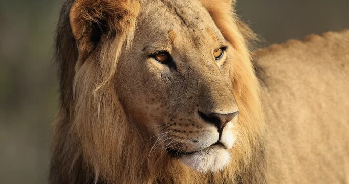 Portrait of a lion in the savannah