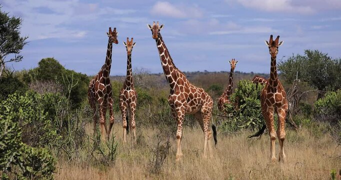 A family of giraffes walks in the savannah
