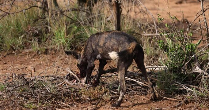 A wild dog eats an antelope in the savannah