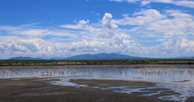 Hundreds of flamingos rest in a lake