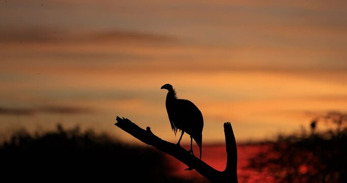 Portrait of a Vulturine Guineafowl on a branch during sunrise