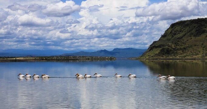 A family of pelicans swim in a lake