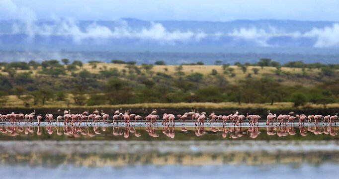 Hundreds of flamingos rest in a lake