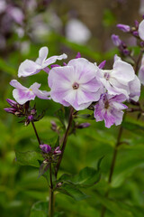 Pink garden phlox (phlox paniculata) flowers in bloom