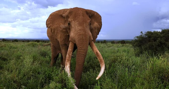 Tuskers or elephants walking in the savannah with a snow-capped mountain in the background