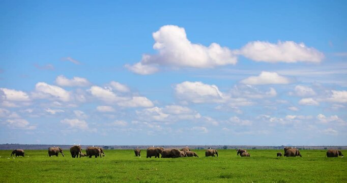 A family of elephants walks in the savannah with a beautiful atmosphere