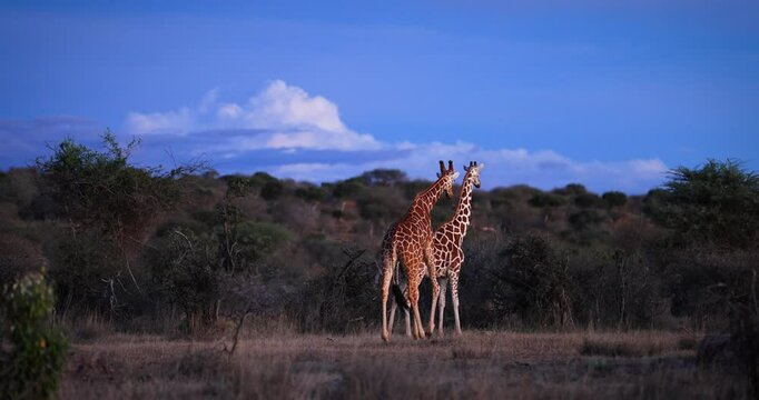 A family of giraffes walks in the savannah