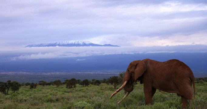 Tuskers or elephants walking in the savannah with a snow-capped mountain in the background