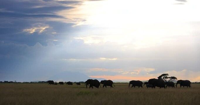 A family of elephants walks in the savannah with a beautiful atmosphere