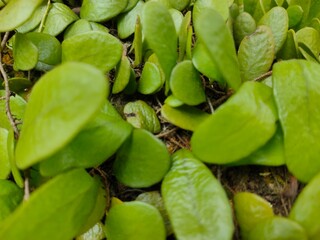 close up of green beans