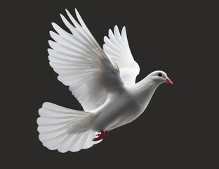 Fototapeta premium White dove in flight against dark background. (1)