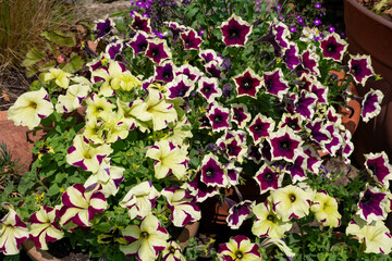 Close up of petunias in bloom