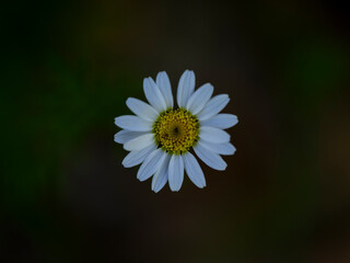 Fototapeta premium beautiful daisy in the nature