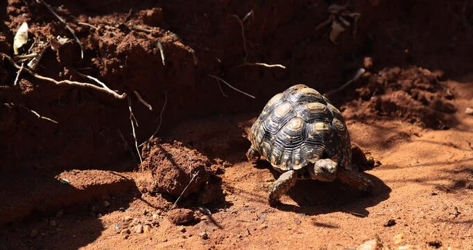 A turtle walks on dirt in the savannah