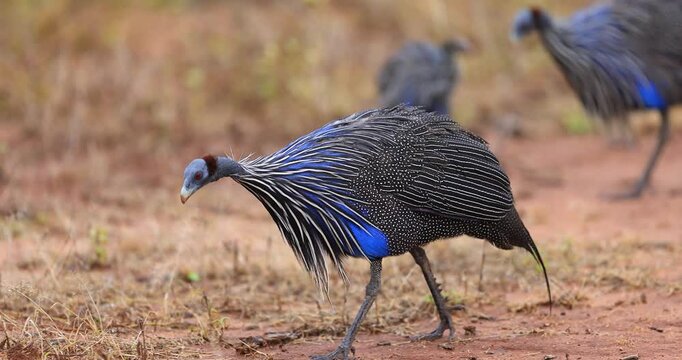 A Vulturine Guineafowl walks in the savannah