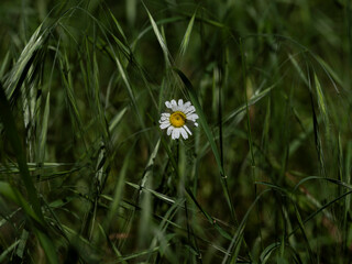 beautiful daisy in the nature