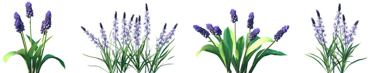 Set of Muscari latifolium and Camassia leichtlinii Blue Danube frontal isolated png on a transparent background perfectly cutout high resolution