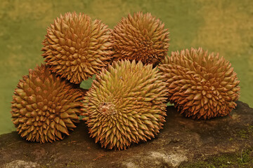 Some freshly harvested ripe durian fruits are collected on mossy ground. This plant has the...