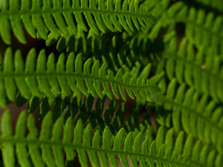 beautiful plant in the forest