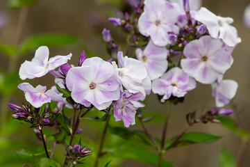 Pink garden phlox (phlox paniculata) flowers in bloom