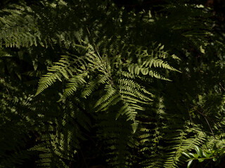 beautiful plants in the forest