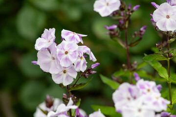 Pink garden phlox (phlox paniculata) flowers in bloom