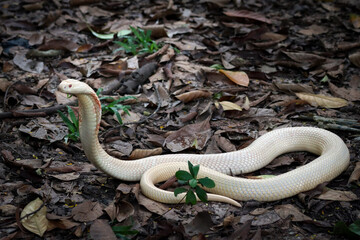 Lucy leucistic monocled cobra (Naja kaouthia) on the dry leaf. White body snake that is spreading...