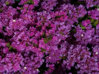 beautiful flowers in the flower shop