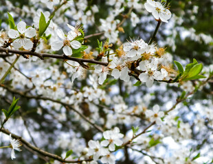 Blooming mirabelle tree in summer.