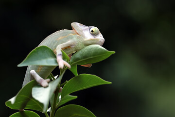 Baby High Pied veiled chameleon on branch, Baby High Pied veiled chameleon closeup on green leaves, Baby High Pied veiled chameleon closeup on natural background