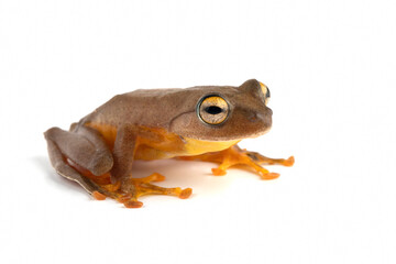 Rhacophorus margaritifer isolated on white background, Java flying frog closeup isolated on white background, Indonesian tree frog