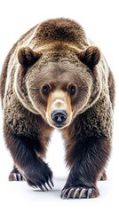 Fototapeta premium A close-up image of a bear walking forward, showcasing its powerful physique and fur texture.